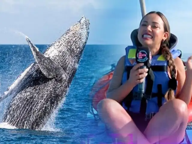Las ballenas llegan al norte para salvar el turismo