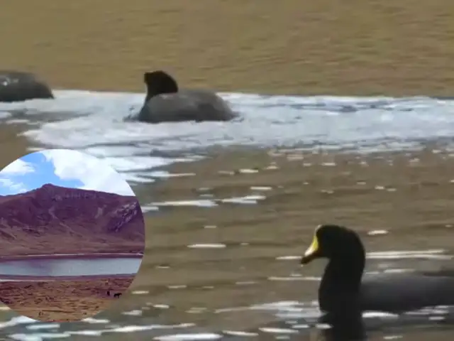 Laguna de Arín en Ancash: paraíso de aves migratorias en riesgo por cambio climático