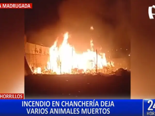 Mueren 80 cerdos tras incendio en criadero de Chorrillos
