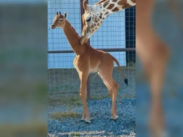 Sería el único ejemplar en el mundo: nace extraña jirafa sin manchas en un zoológico de EE.UU.