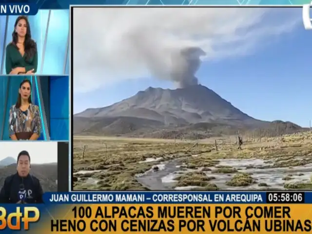 Arequipa: cerca de 100 alpacas mueren producto a erupción de volcán Ubinas