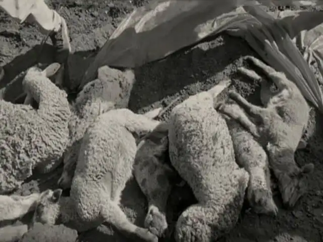 Conmoción en Apurímac: encuentran más de 30 ovejas muertas sin ojos y con perforaciones en sus cráneos
