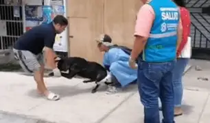 Indignación en Nuevo Chimbote: perrito queda grave tras ser atacado con agua hirviendo