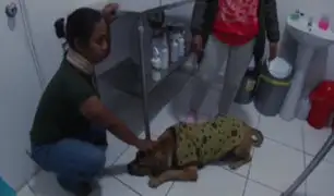 Callao: sujeto arroja piedra en la cabeza de un perro a las afueras de las oficinas del serenazgo