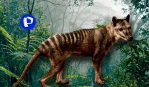 Lobo de Tasmania: se extinguió hace 87 años, pero hoy podemos ver a este animal prehistórico en video