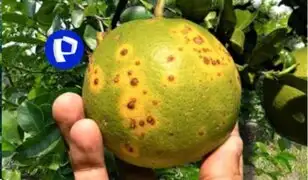 Dragón Amarillo: alerta por ingreso ilegal de limones colombianos con posible plaga en medio de escasez