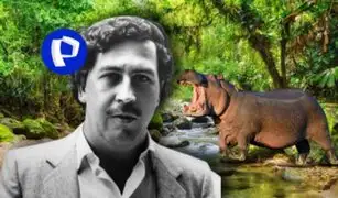 ¿Hipopótamos en Colombia? Son 70 animales "herencia" de Pablo Escobar y piden sean llevados a la India