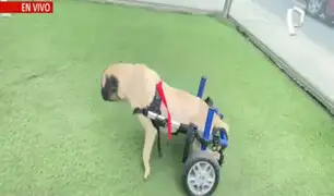 ‘Dachi’: perrita acuchillada volverá a movilizarse con ayuda de silla de ruedas