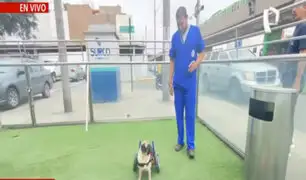 Dachi: donan silla ortopédica para que perrita vuelva a caminar tras ser acuchillada