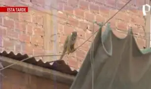 SJL: vecinos piden rescatar a dos monos que se escaparon de minizoológico