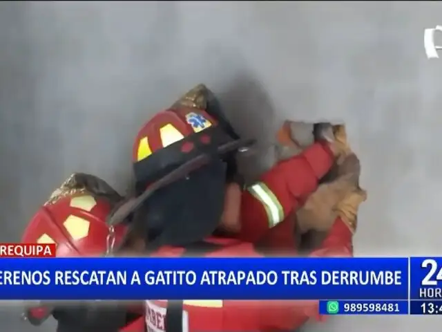Gatito es rescatado tras derrumbe en Arequipa: estuvo atrapado por 20 horas