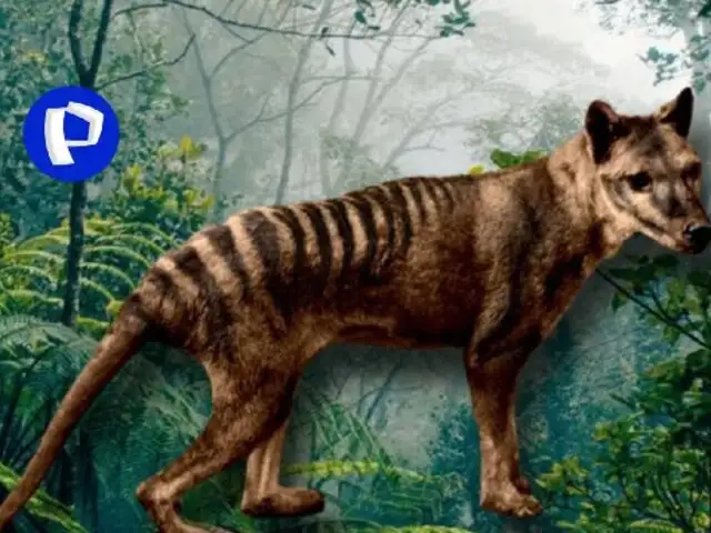 Lobo de Tasmania: se extinguió hace 87 años, pero hoy podemos ver a este animal prehistórico en video