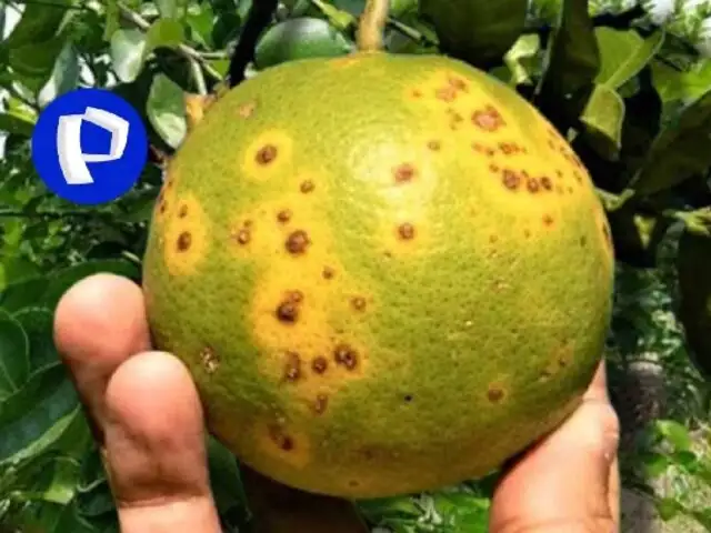 Dragón Amarillo: alerta por ingreso ilegal de limones colombianos con posible plaga en medio de escasez