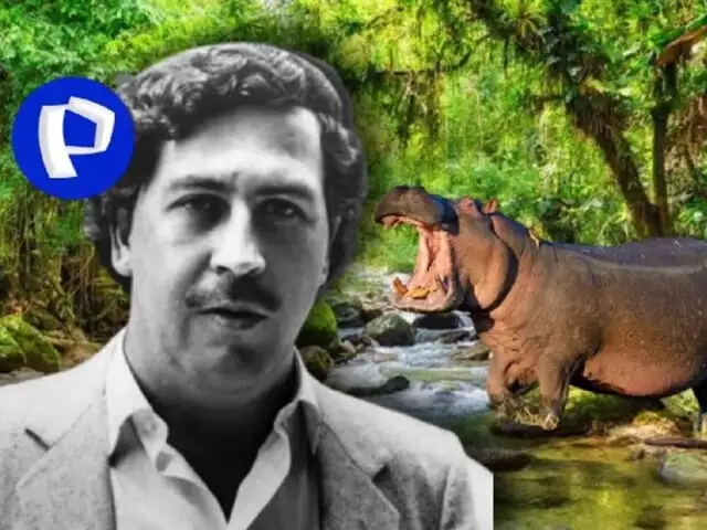 ¿Hipopótamos en Colombia? Son 70 animales "herencia" de Pablo Escobar y piden sean llevados a la India