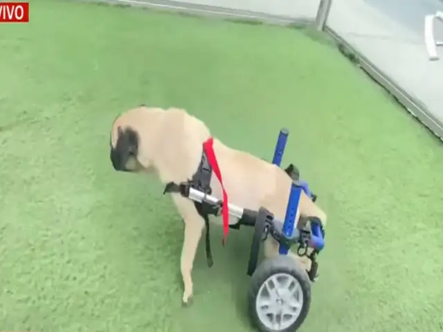 ‘Dachi’: perrita acuchillada volverá a movilizarse con ayuda de silla de ruedas