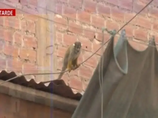 SJL: vecinos piden rescatar a dos monos que se escaparon de minizoológico