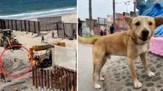 Se acabo el sueño americano para ‘Oso’:  perrito que cruzó ilegalmente a EEUU fue deportado a México
