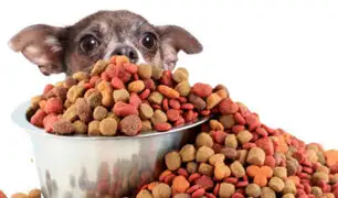 ¡Cuide su mascota! Indecopi ordena a Nestlé retirar 28 alimentos para perros y gatos