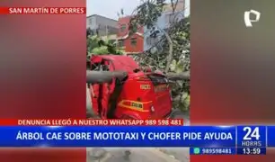 SMP: Mototaxi queda destruida tras caerle árbol encima