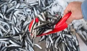 "Sin segunda temporada de anchoveta, la pesca se desploma un 18%", advirtió ADEX