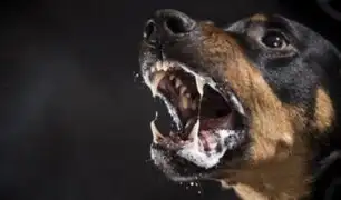 Rabia humana: ¿qué hacer ante la mordedura de un perro callejero o un animal desconocido?