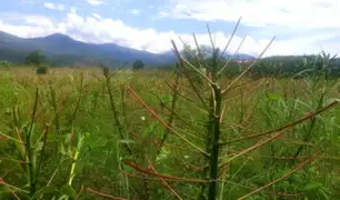 Agricultores desesperados: plaga de gusanos arrasa con varias hectáreas de cultivos en el Vraem