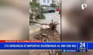 Surquilllo: Vecinos denuncian caída de árbol por obras de inmobiliaria