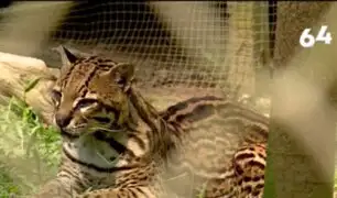 Parque Natural de Pucallpa: oasis de vida silvestre busca convertirse en zoológico moderno