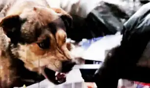 Alerta epidemiológica por rabia: 4 millones de perros deambulan por Lima sin control veterinario