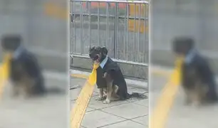“Mi primera chamba”: Perrito vestido como conductor del Metropolitano se hace viral en TikTok