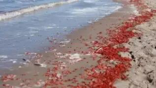 Cañete: miles de langostinos amanecieron varados en la playa Puerto Fiel