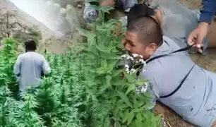 ¡Imágenes impactantes! A balazos detienen a tres sujetos en pleno cultivo de marihuana en Chavín