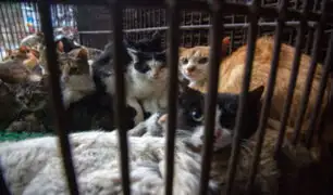 China: rescatan a mil gatos que iban a ser asesinados para vender su carne como de cerdo y cordero