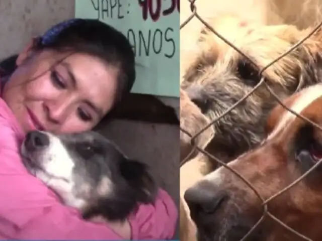 ¡Albergue en riesgo! mujer que abandonó su trabajo para cuidar a más de 200 perros solicita apoyo