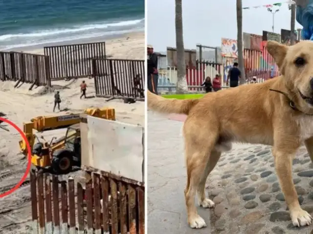 Se acabo el sueño americano para ‘Oso’:  perrito que cruzó ilegalmente a EEUU fue deportado a México