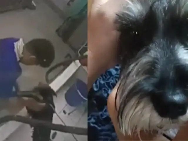 Perrito fue ahorcado y golpeado en veterinaria de SJL, así lo denunció su dueña