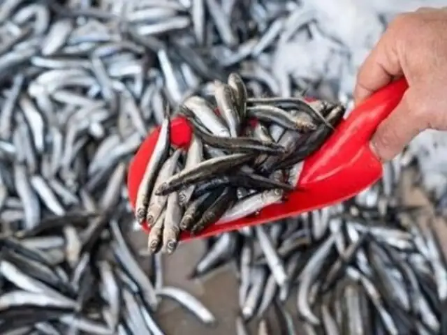"Sin segunda temporada de anchoveta, la pesca se desploma un 18%", advirtió ADEX