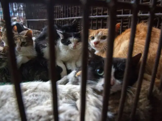 China: rescatan a mil gatos que iban a ser asesinados para vender su carne como de cerdo y cordero