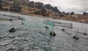 Productores piden ayuda: fuertes vientos y oleajes causan pérdida de 8 toneladas de trucha en Puno