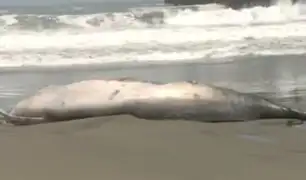 Alerta en Lurín: Encuentran ballena varada en Playa Conchán