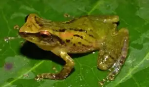 Huánuco: Descubren especie de rana única del género Pristimantis en la Amazonía