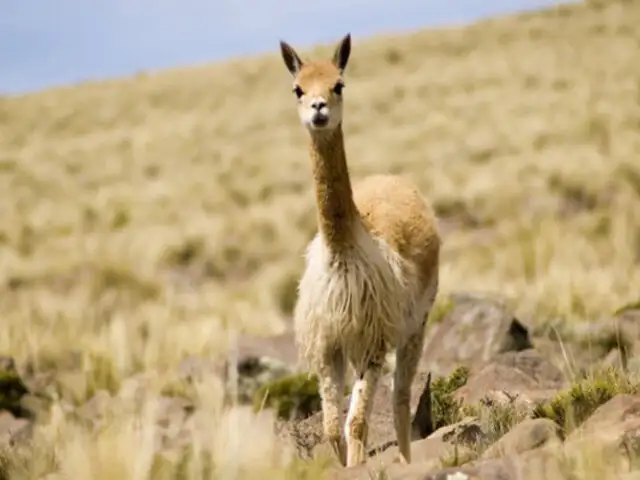 Perú tiene la mayor población mundial de vicuña