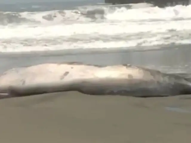 Alerta en Lurín: Encuentran ballena varada en Playa Conchán