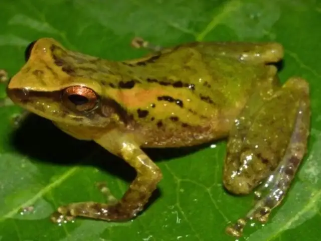 Huánuco: Descubren especie de rana única del género Pristimantis en la Amazonía
