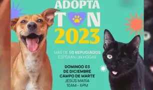 Adoptatón 2023: más de 50 perritos y gatitos rescatados buscan un  hogar