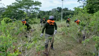 Perú erradicó más de 22 500 hectáreas de sembríos ilegales de hoja de coca durante 2023, informa Mininter