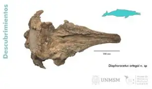 Hallan en Perú nueva especie de cachalote en Ica de hace 18.3 millones de años de antigüedad