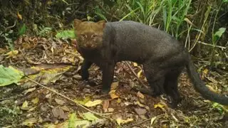 Yaguarundí, machetero y ardilla: captan tres nuevas especies en el Santuario Histórico de Machupicchu