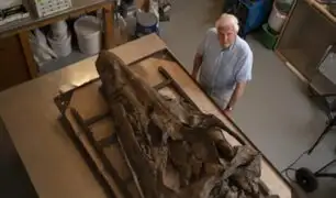 Terrorífico hallazgo: encuentran restos fósiles de “monstruo marino” en Inglaterra