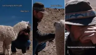 Viral: alpaca da 'bienvenida' a fotógrafo alemán con un escupitajo en el rostro